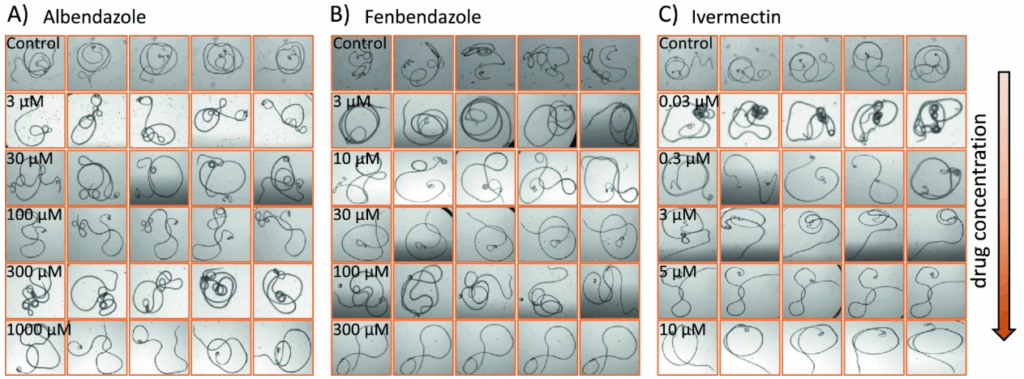 An automated, high-resolution phenotypic assay for adult Brugia malayi and microfilaria